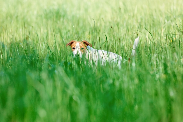 Cane Jack Russell terrier in erba verde