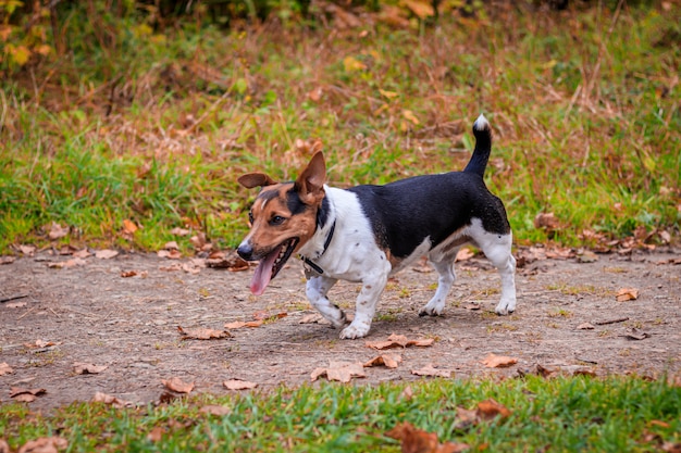 Cane Jack Russell Terrier per una passeggiata nel parco. Animale domestico. Cane che cammina nel parco. Autumn Park.