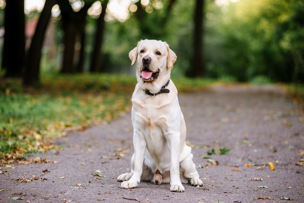 Cane Labrador all'aperto in autunno