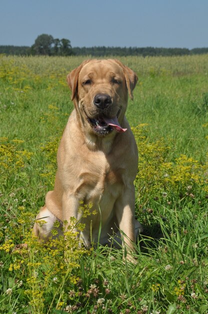 Cane Labrador dell'oro sull'erba verde