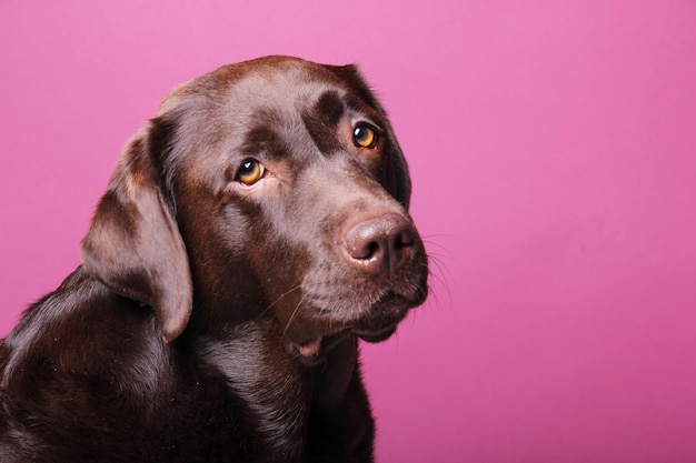 Cane labrador marrone davanti a uno sfondo colorato