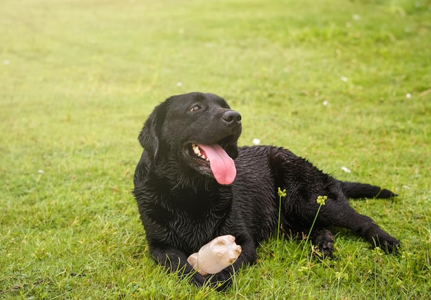 cane labrador retriever con il suo proprietario che gioca sulla spiaggia