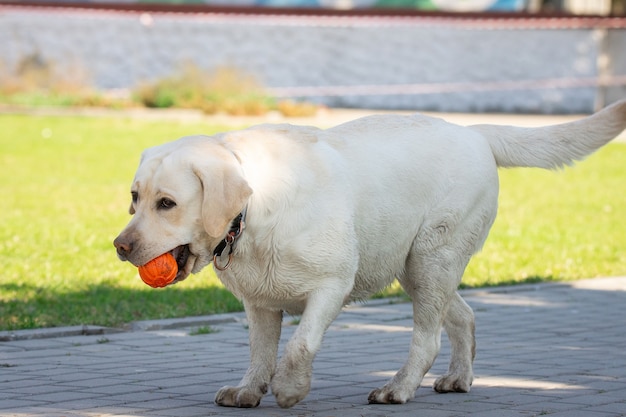 Cane labrador retriever con palla