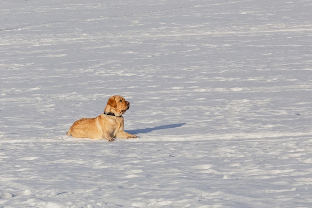 Cane labrador retriever giace sulla neve in una giornata di sole Copia spazio