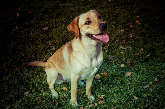 Cane Labrador Retriever in autunno