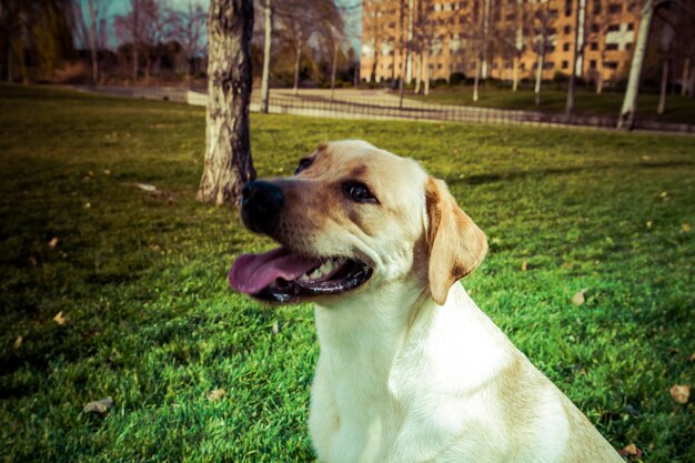 Cane Labrador Retriever in autunno