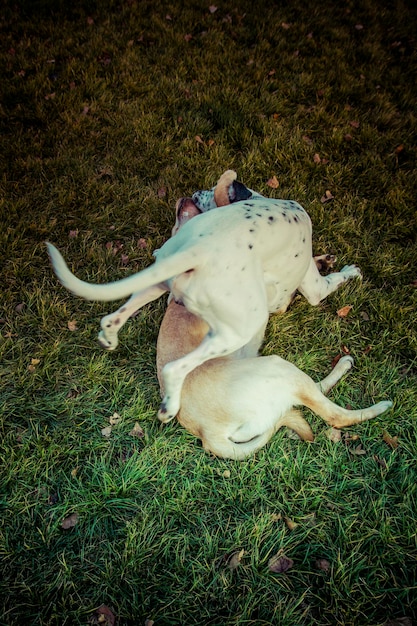 Cane Labrador Retriever in autunno