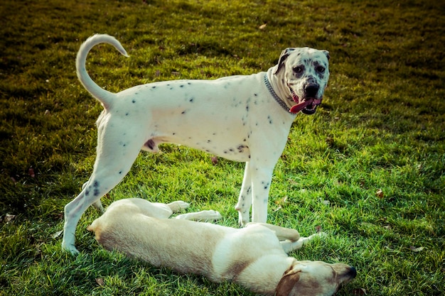 Cane Labrador Retriever in autunno