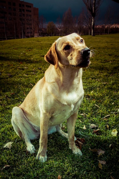 Cane Labrador Retriever in autunno