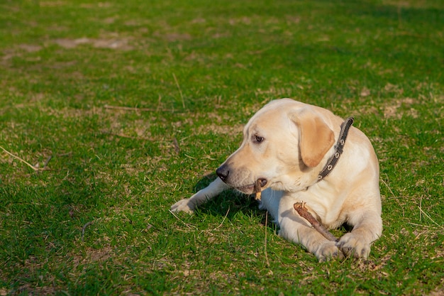Cane labrador retriever seduto sull'erba