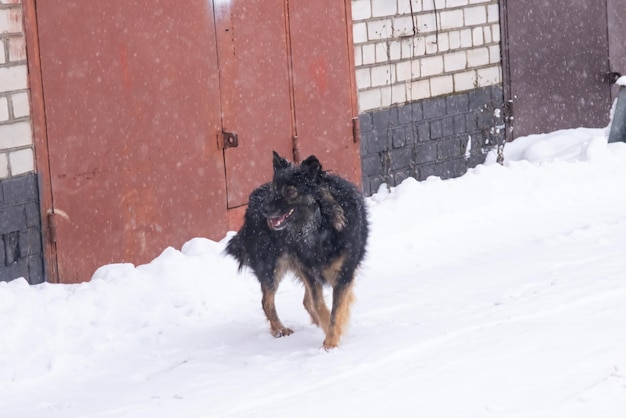Cane lanuginoso nero nel primo piano della neve