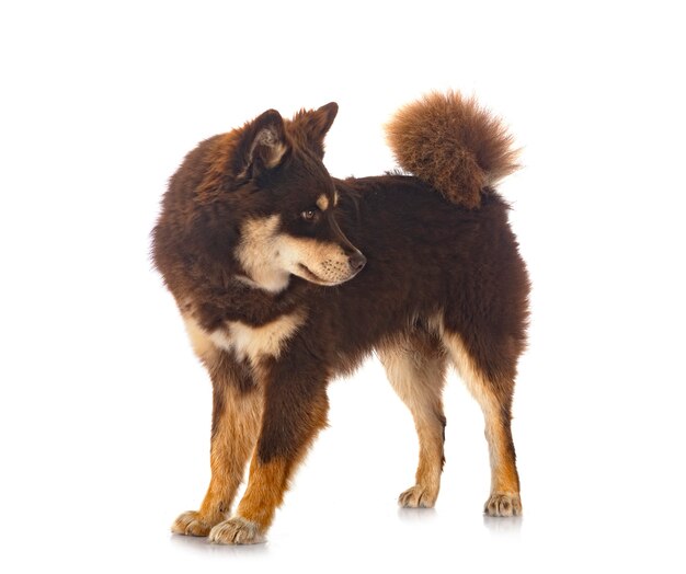 Cane Lapphund finlandese