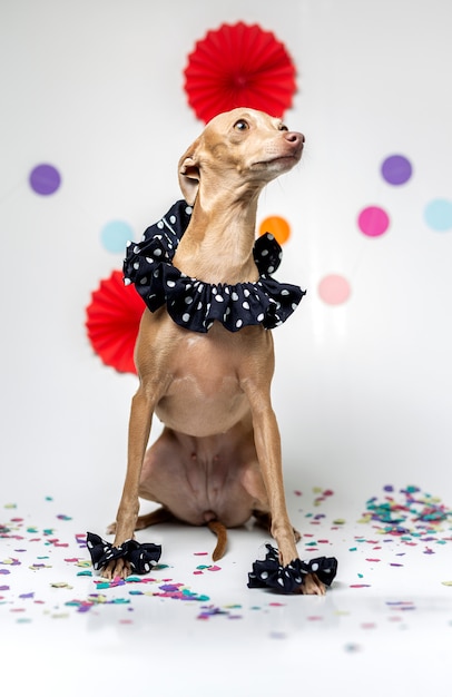 Cane levriero italiano che celebra una festa