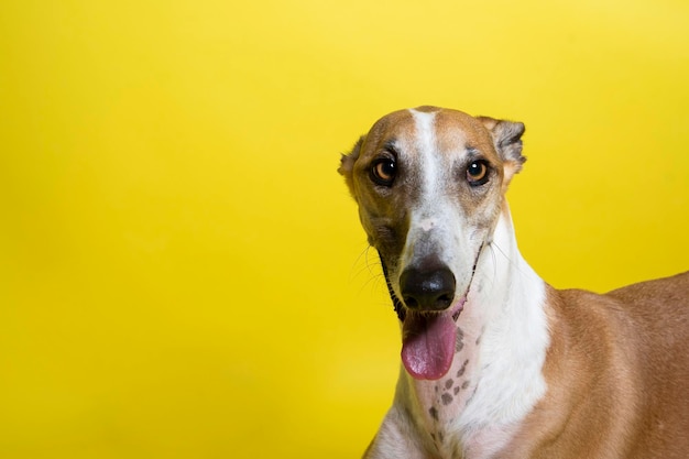 Cane levriero maculato marrone e bianco