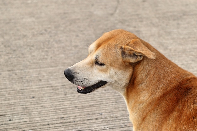 Cane lungo la strada a terra