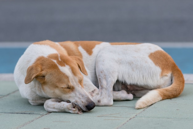 Cane lungo la strada che aspetta il proprietario per prendere