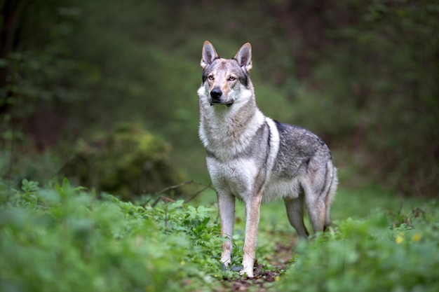 Cane lupo di razza in piedi fiero nella foresta