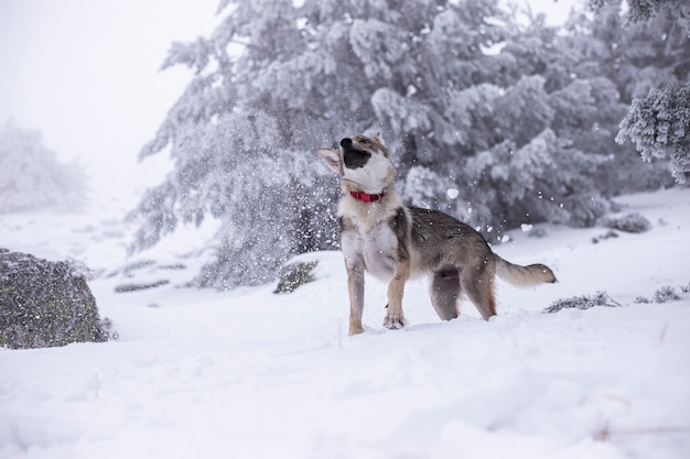 cane lupo nella neve