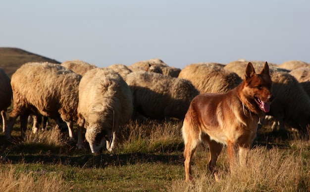 Cane lupo selvaggio in natura