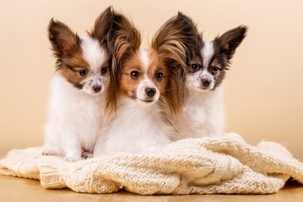 Cane madre con i suoi cuccioli