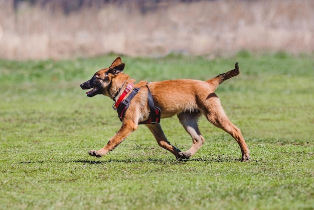 Cane malinois da lavoro. Cane da pastore belga. Polizia, cane da guardia