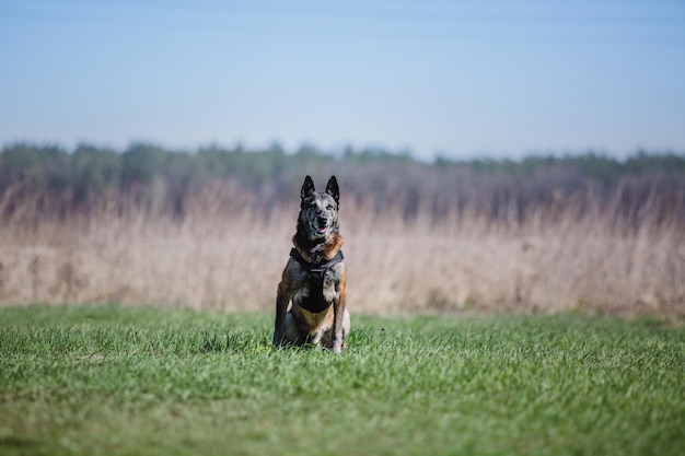 Cane malinois da lavoro. Cane da pastore belga. Polizia, cane da guardia