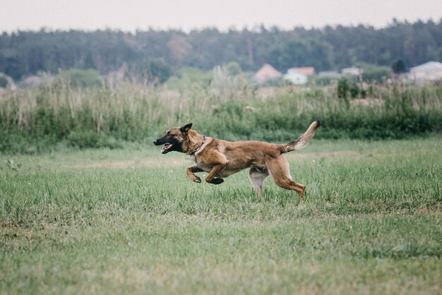 Cane malinois da lavoro. Cane da pastore belga. Polizia, cane da guardia