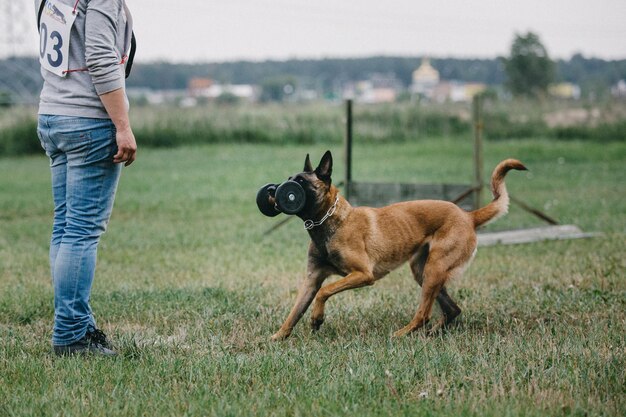 Cane malinois da lavoro. Cane da pastore belga. Polizia, cane da guardia