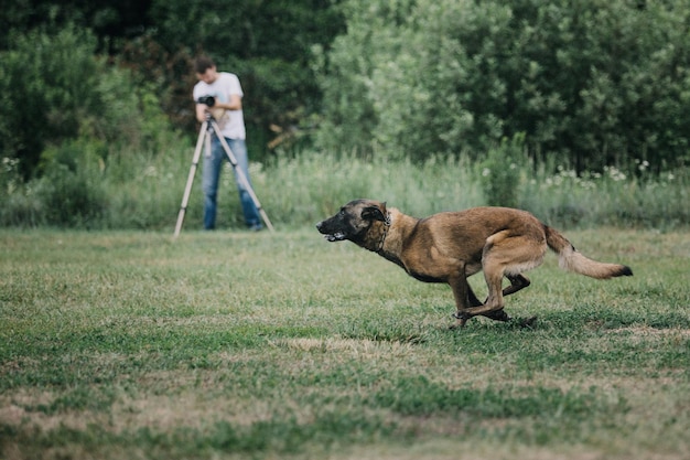 Cane malinois da lavoro. Cane da pastore belga. Polizia, cane da guardia