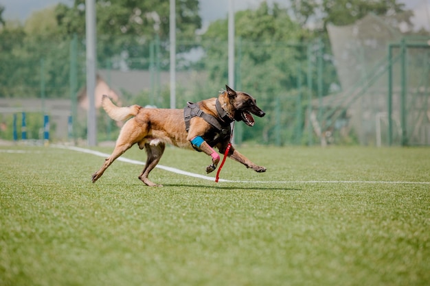 Cane malinois da lavoro. Cane da pastore belga. Polizia, cane da guardia