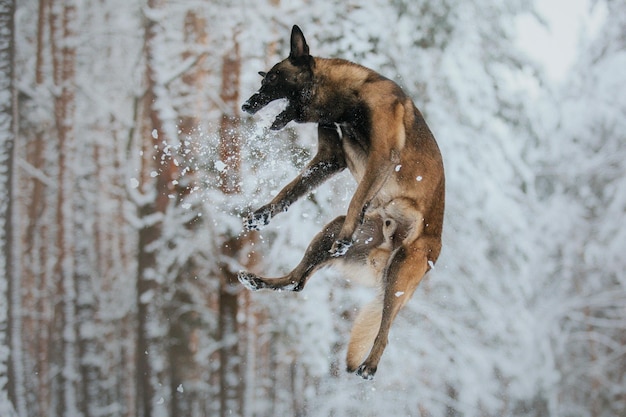 Cane malinois da lavoro. Cane da pastore belga. Polizia, cane da guardia