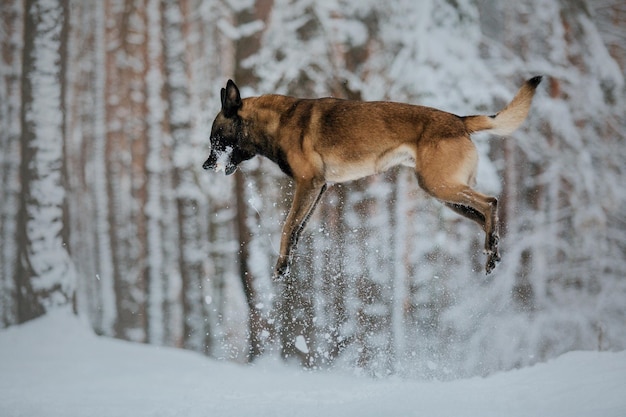 Cane malinois da lavoro. Cane da pastore belga. Polizia, cane da guardia