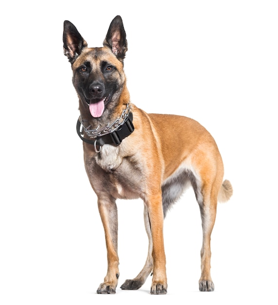 Cane Malinois in piedi e ansimante