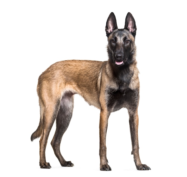 Cane Malinois in piedi