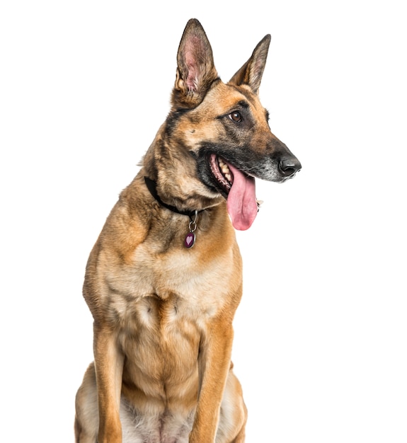 Cane malinois seduto e ansimante, tagliato