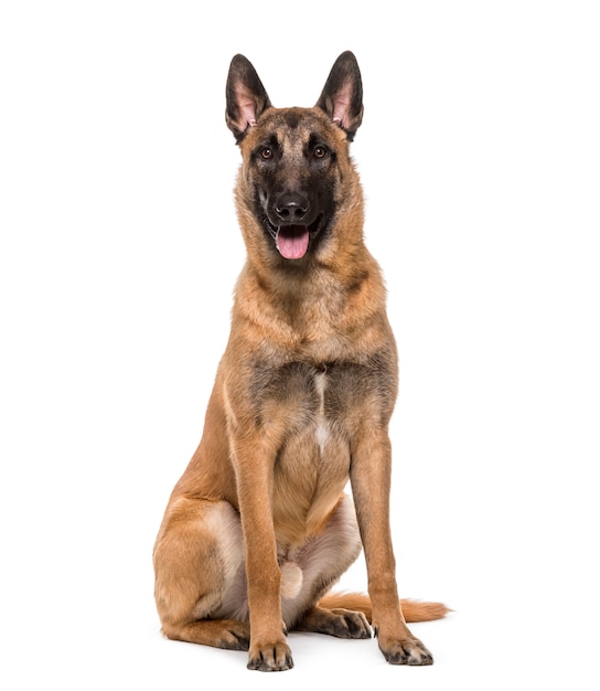 Cane Malinois seduto e ansimante