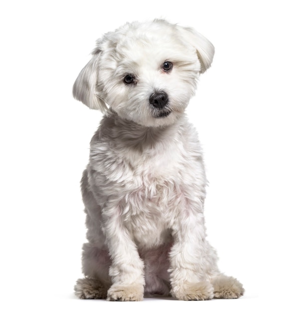Cane maltese, 11 mesi, seduto contro una superficie bianca