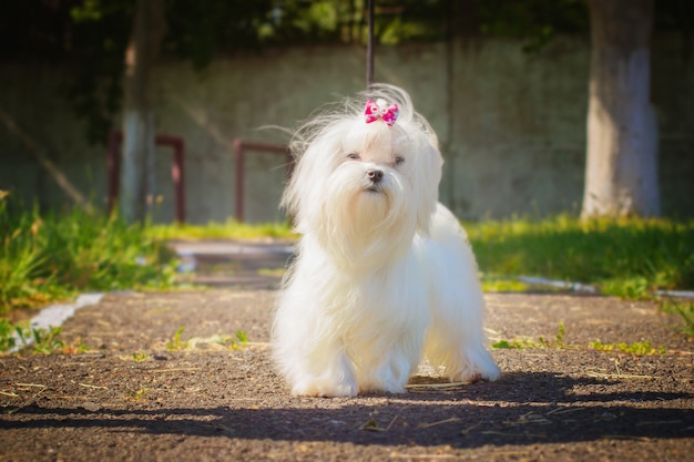 cane maltese che cammina fuori