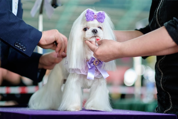 Cane maltese con un taglio di capelli elegante e accessori sulla testa e sul collo