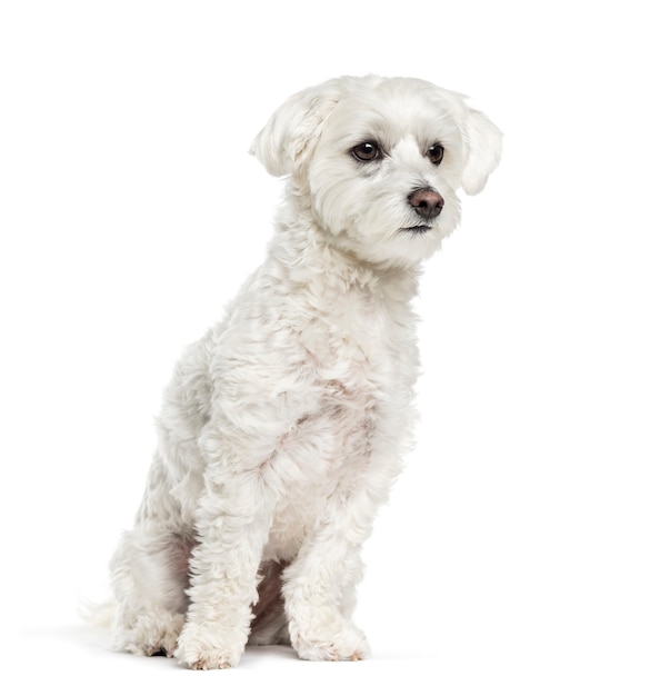 Cane maltese seduto davanti a uno sfondo bianco