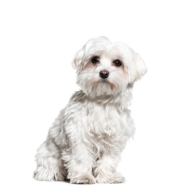 Cane maltese seduto