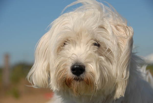 Cane maltese