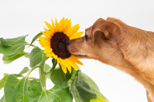 Cane marrone che sente l'odore di un girasole. Stagione primaverile cane e fiore isolati su bianco.