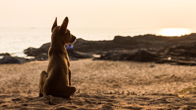 Cane marrone che si rilassa sulla spiaggia sabbiosa