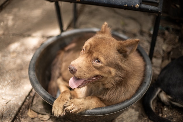 Cane marrone che si trova nel bagno d'acqua