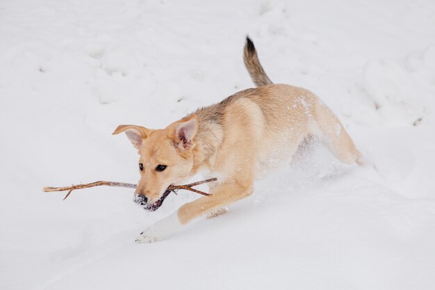 Cane marrone chiaro che gioca con un bastone sulla neve in una foresta. Cane che corre