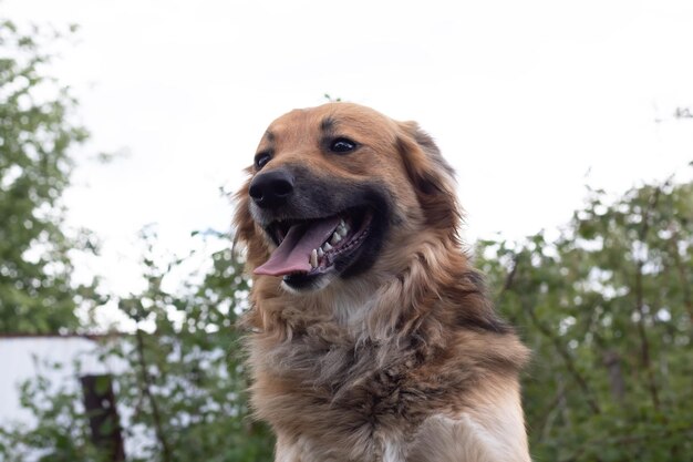 Cane marrone con orecchie floppy ritratto in primo piano