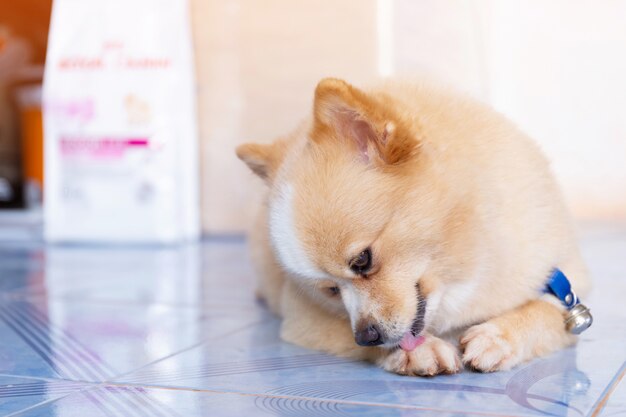 Cane marrone, detergente per i piedi