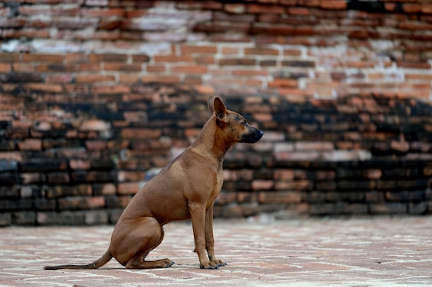 Cane marrone e parete marrone