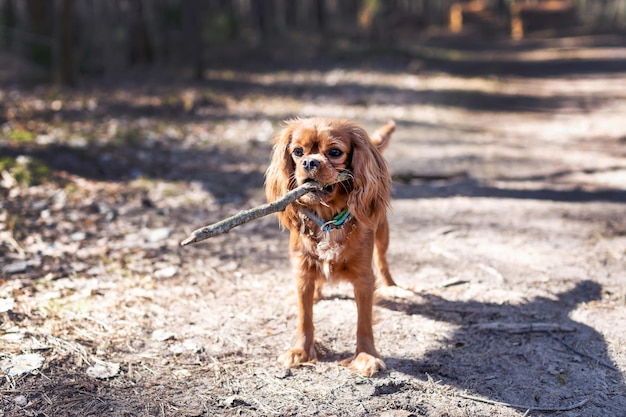 Cane marrone giocoso con il bastone in bocca